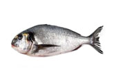 Dorada