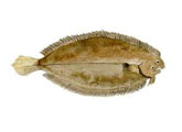 Lenguado