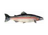 Trucha arcoiris